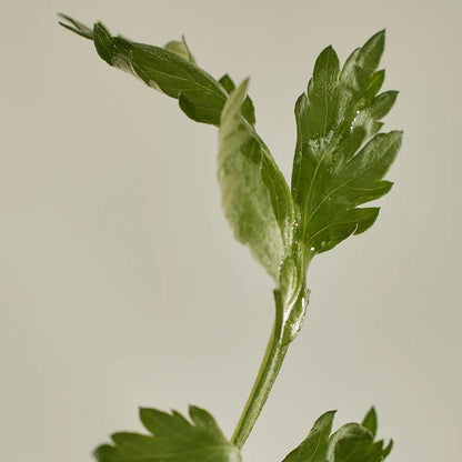 Beauty of Joseon Matte Sun Stick: Mugwort + Camelia (SPF 50+ PA++++) 18g